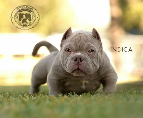 Problemas de saúde do american bully micro - MICRO BULLY