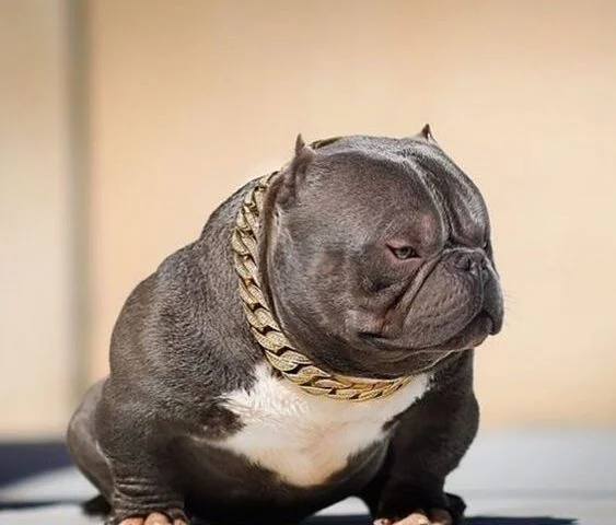 Características do Micro Exotic American Bully