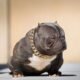 Características do Micro Exotic American Bully