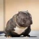 Características do Micro Exotic American Bully