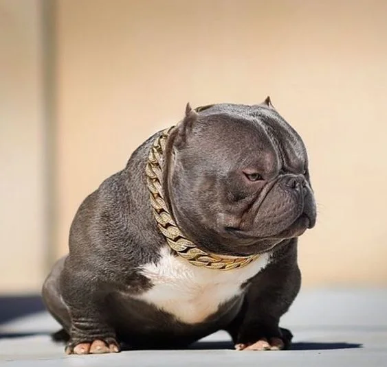 Características do Micro Exotic American Bully