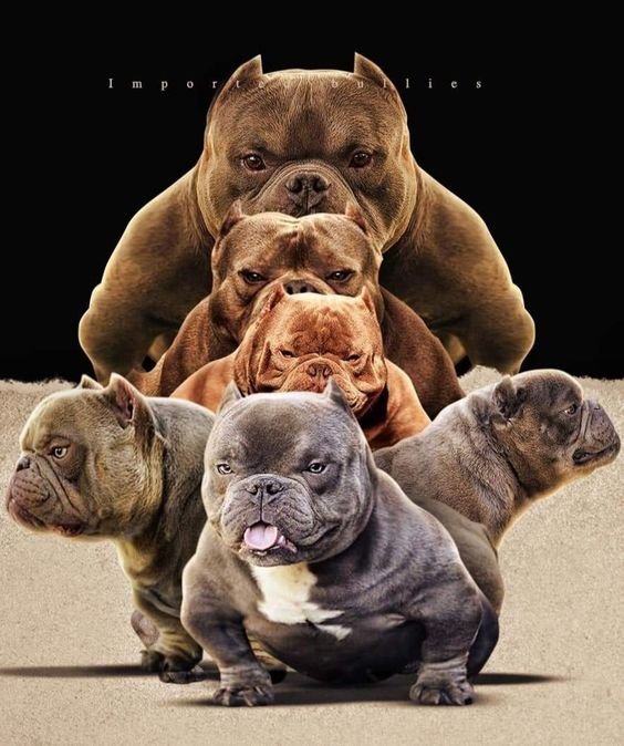 Exotic Bully