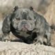 Historia do Micro Exotic American Bully