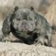 Historia do Micro Exotic American Bully