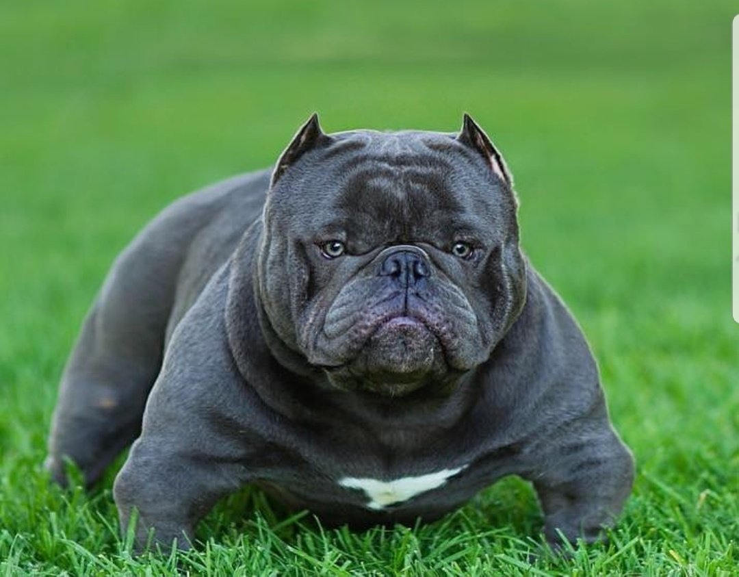 Micro Exotic American Bully