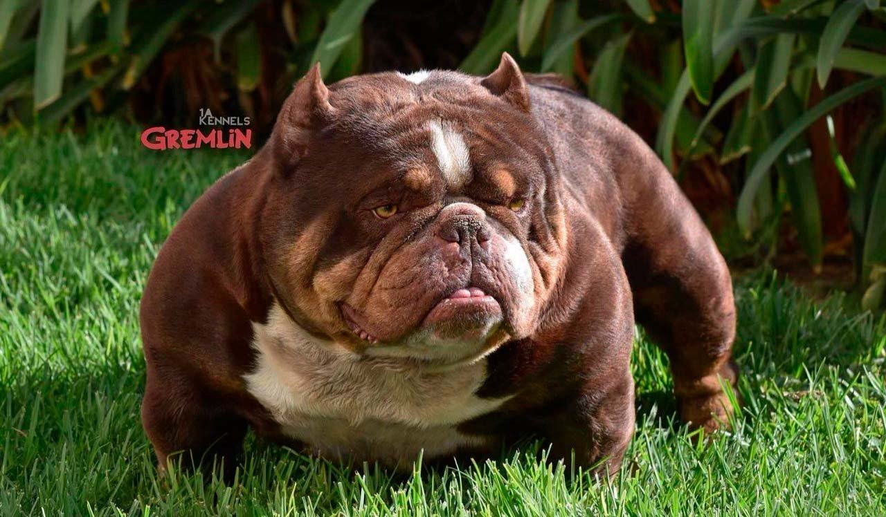 Micro Exotic American Bully