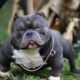 Tudo sobre Micro Exotic American Bully