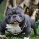 Tudo sobre Micro Exotic American Bully